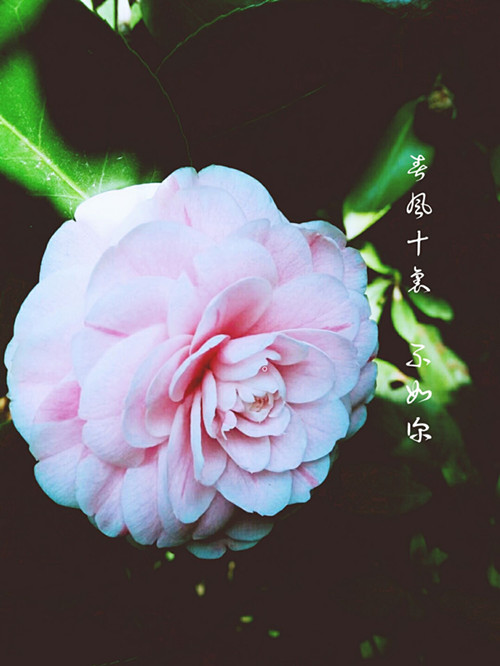 20110811.jpg