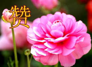 flower_digital_flower_jp_05_47945_4.jpg