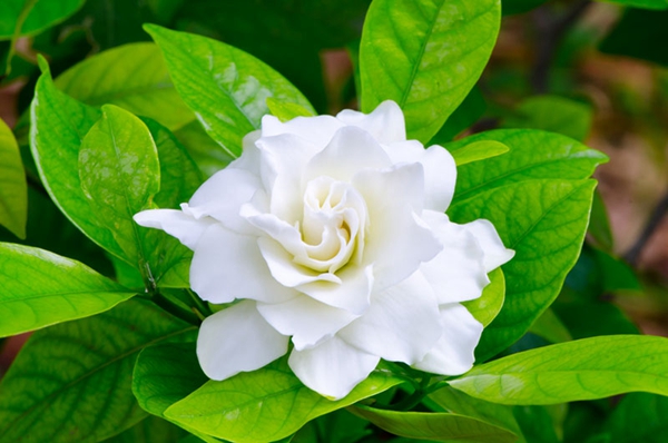 cape-jasmine.jpg