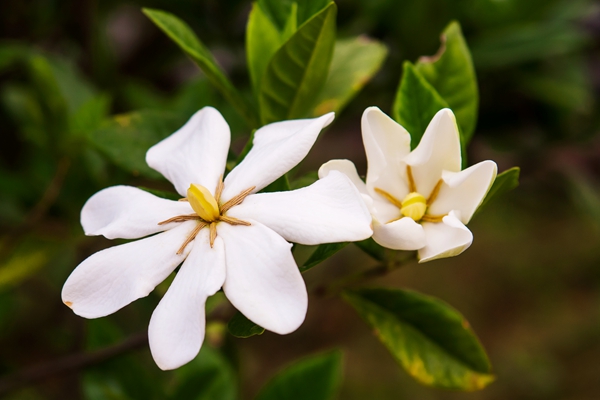 Gardenia_jasminoides_flowers.jpg