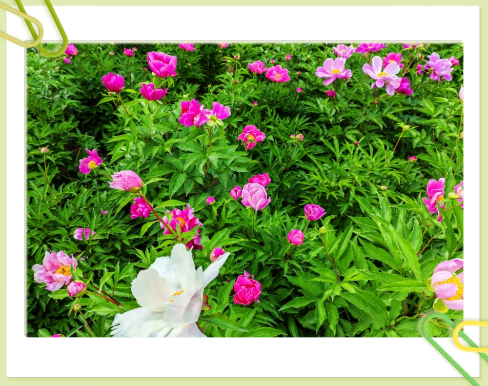 MEITU_20250501_195517383.jpg