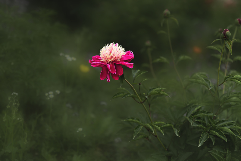 5K7A0100.jpg