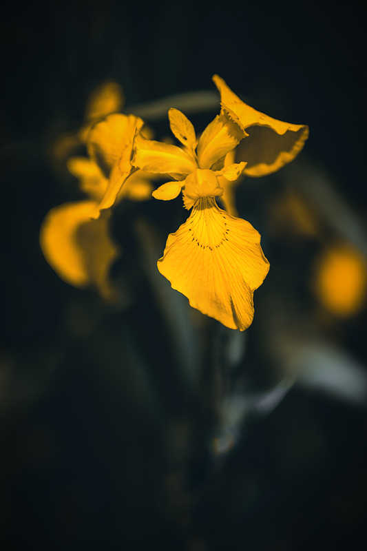 5K7A0154.jpg