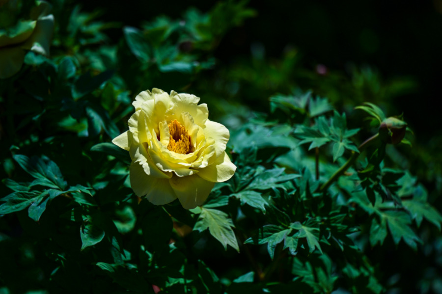 IMG_2602.jpeg
