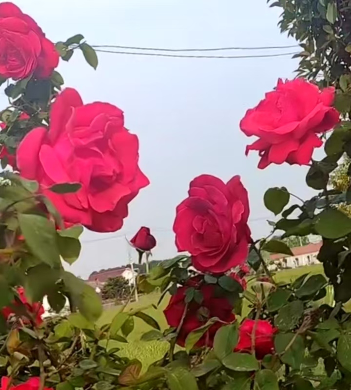 ΢ͼƬ_20250506122929.jpg