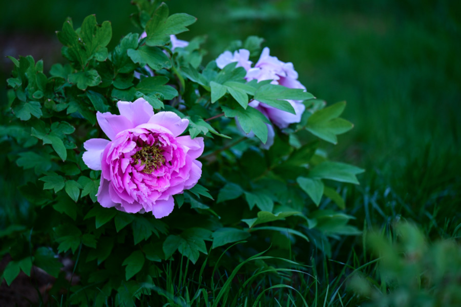 IMG_2600.jpeg