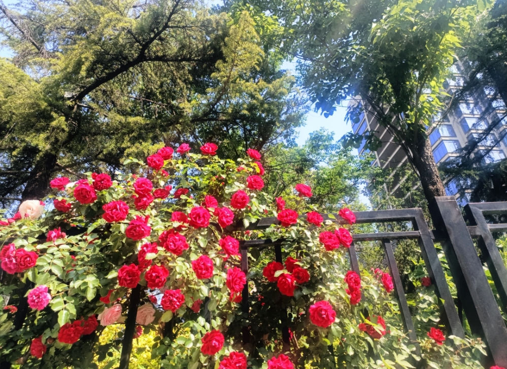 MEITU_20250510_134929643.jpg