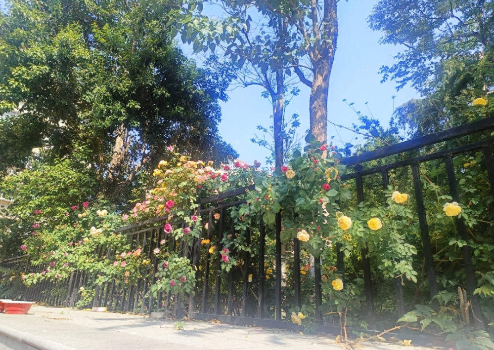 MEITU_20250510_134908252.jpg