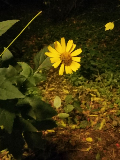 Image_1746860595893.jpg