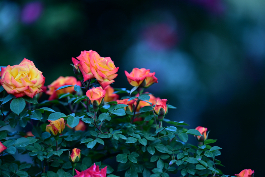 IMG_2778.jpeg