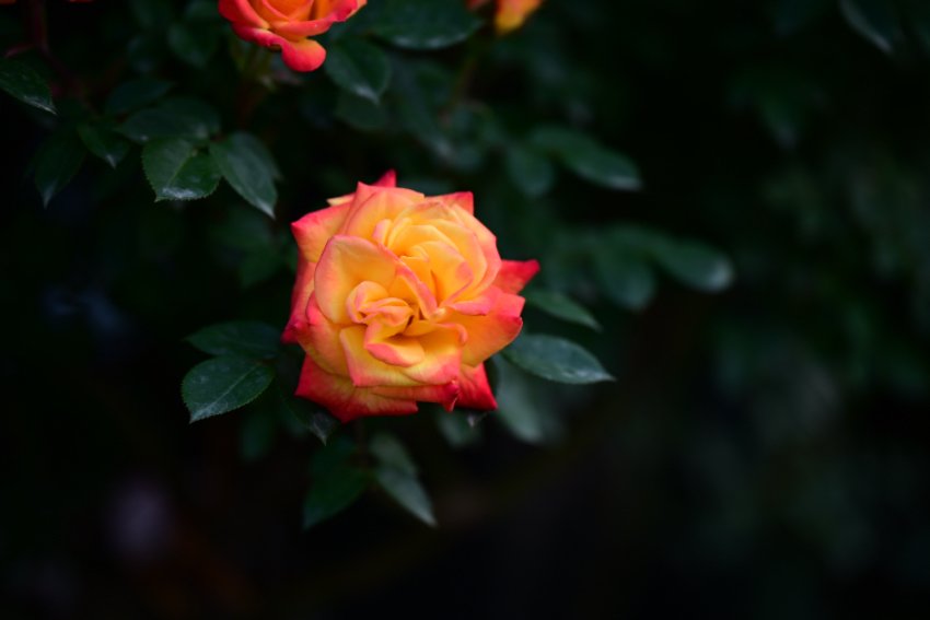 IMG_2775.jpeg
