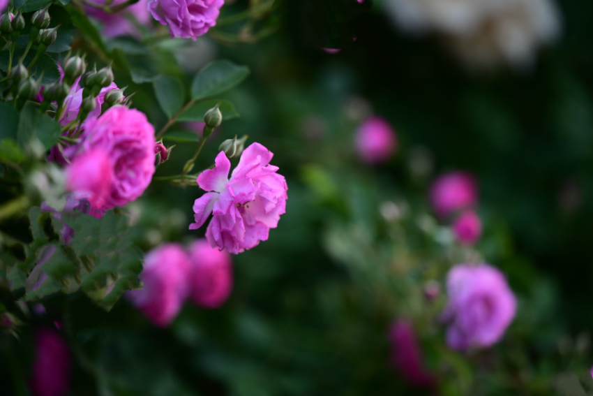IMG_2781.jpeg