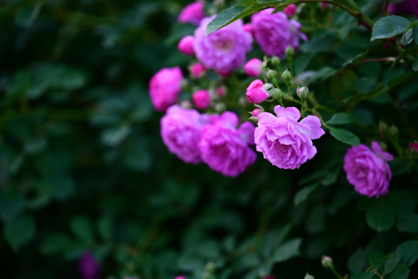 IMG_2782.jpeg