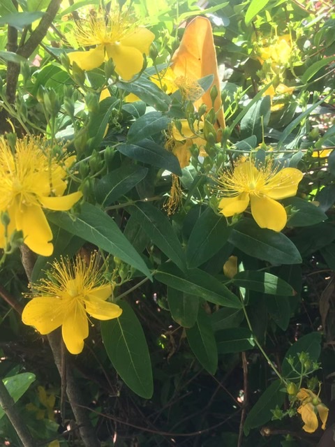 A3BEE751-3E56-450A-B4D7-4E53B43EEE82.jpeg