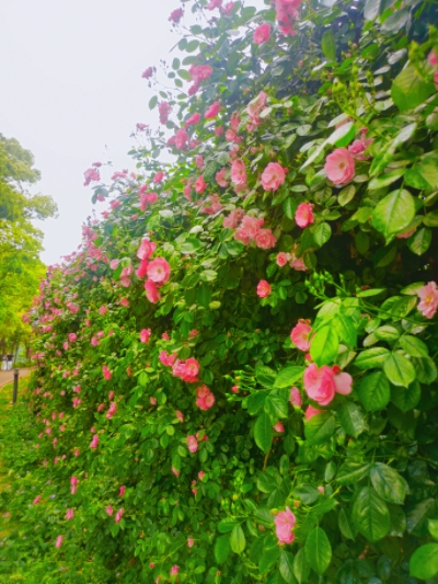 MEITU_20250513_173634984.jpg