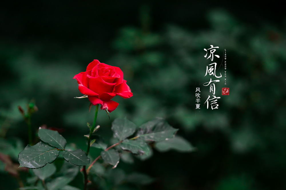 IMG_7680 .jpg