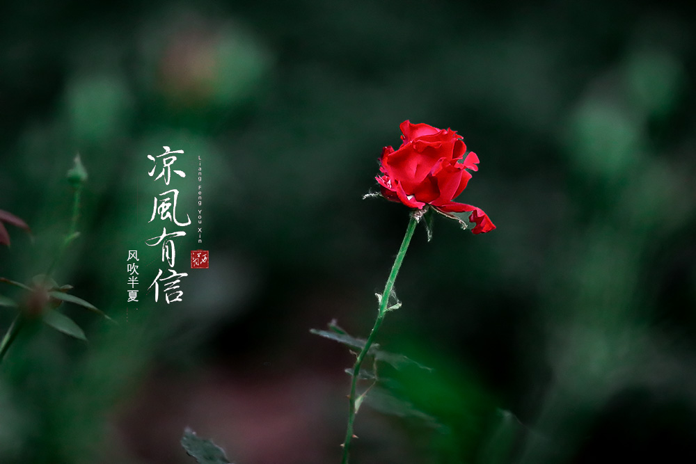 IMG_7682 .jpg