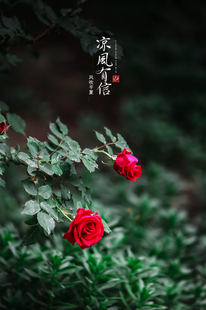 IMG_7685 .jpg