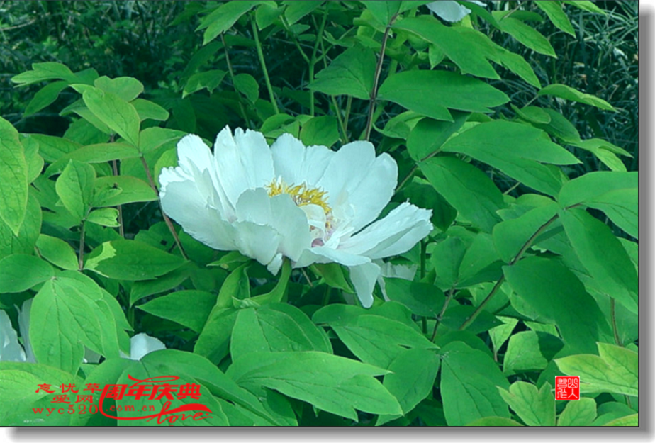 ҩ2.png