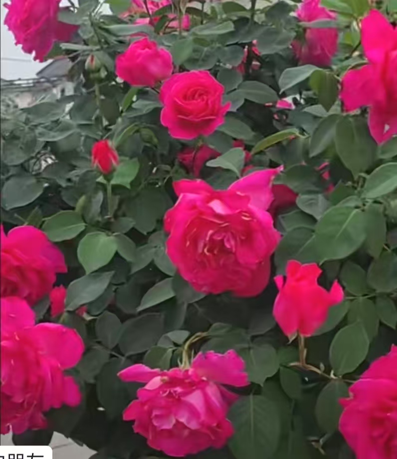 ΢ͼƬ_20250516123624.jpg