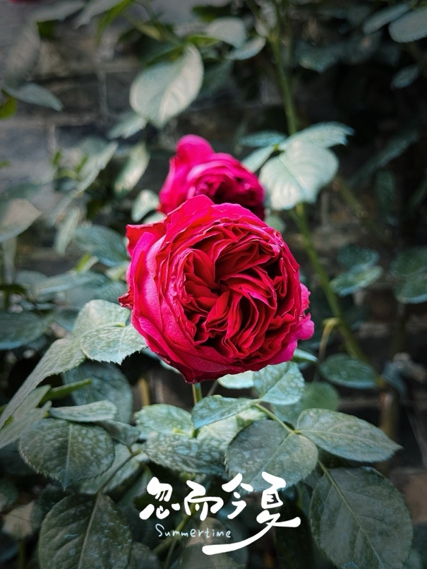IMG_3463.jpeg