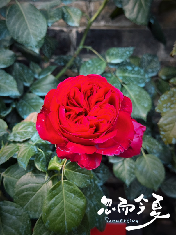 IMG_3464.jpeg