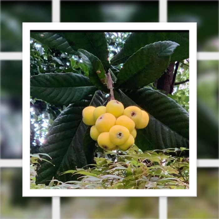 IMG_3010.png