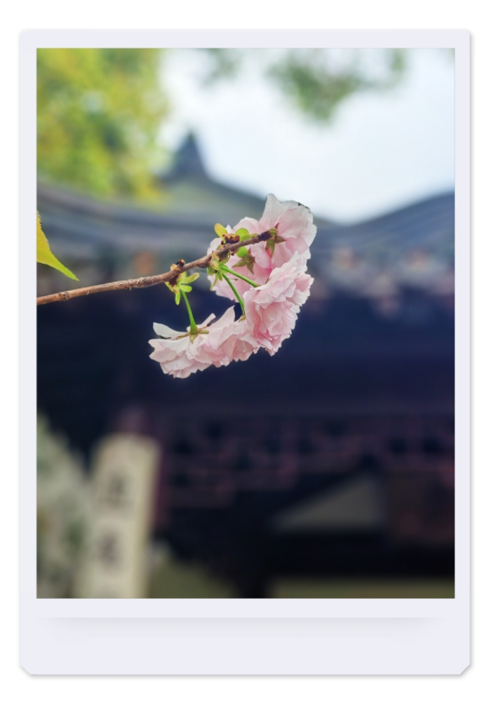 MEITU_20250518_092428884.jpg