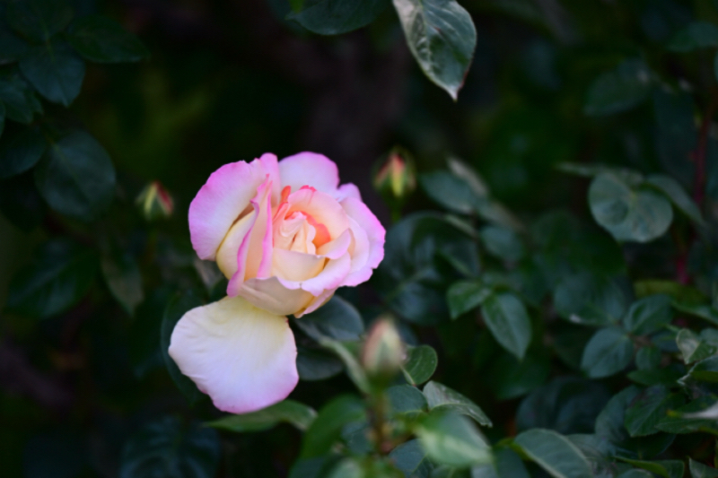 IMG_2969.jpeg