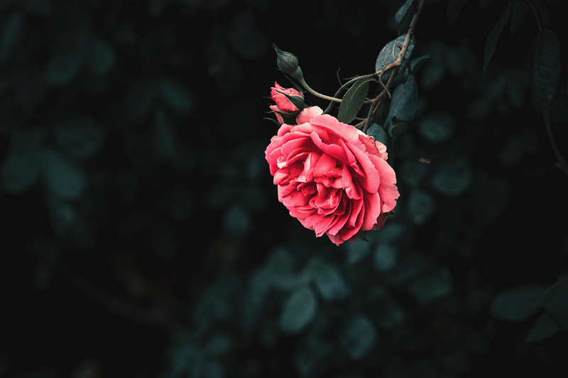 5K7A9915.jpg
