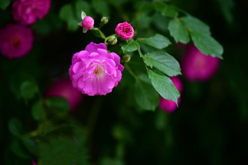 IMG_3050.jpeg