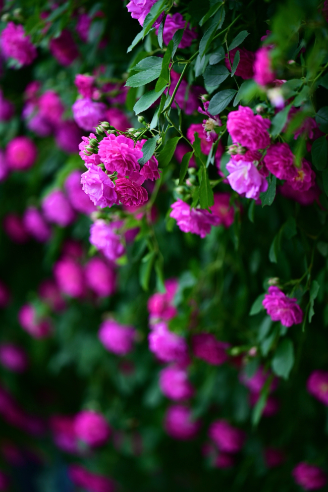 IMG_3051.jpeg