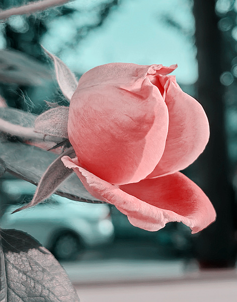 ǾޱǶ3.jpg