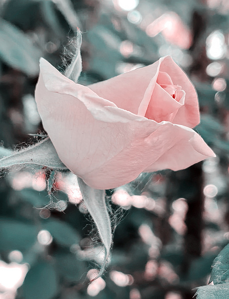 ǾޱǶ2.jpg