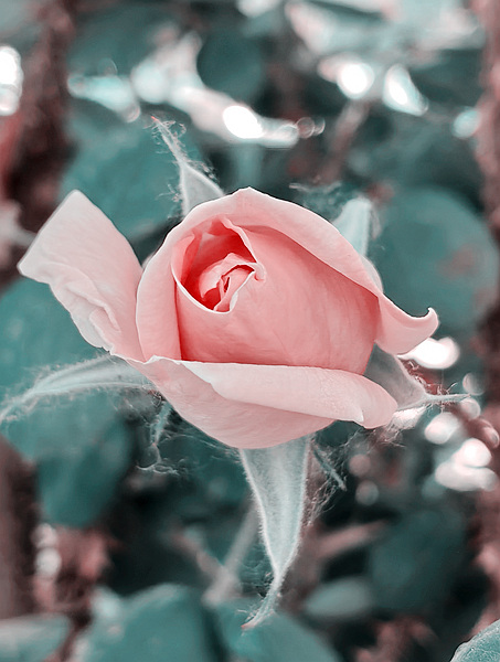 ǾޱǶ1.jpg