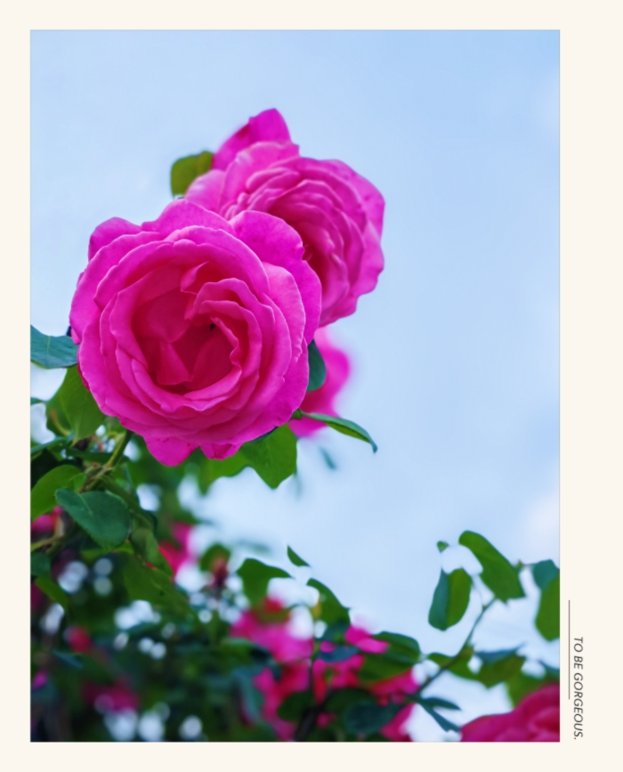 MEITU_20250520_080557946.jpg