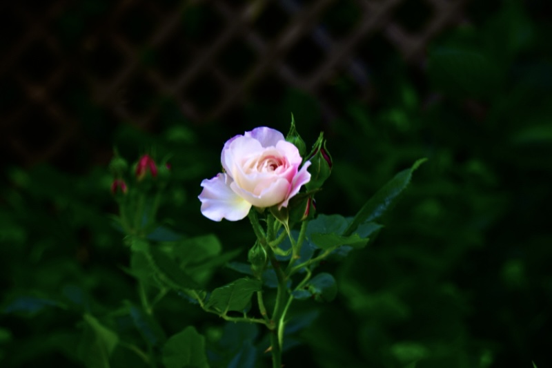 IMG_3116.jpeg