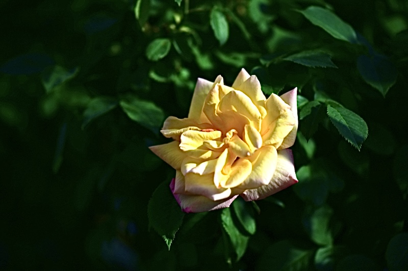 IMG_3115.jpeg