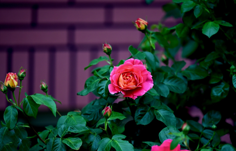 IMG_3141.jpeg