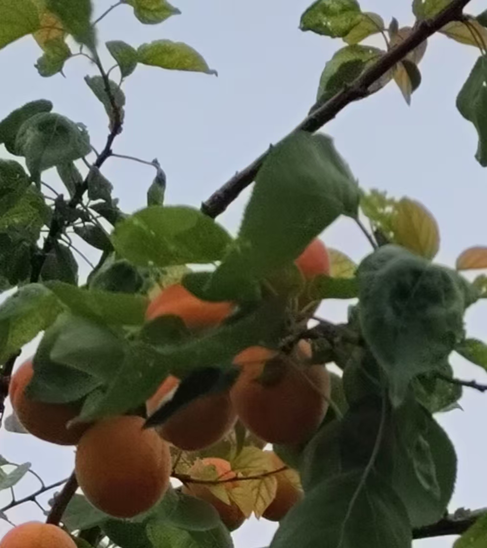 ΢ͼƬ_20250531151443.jpg