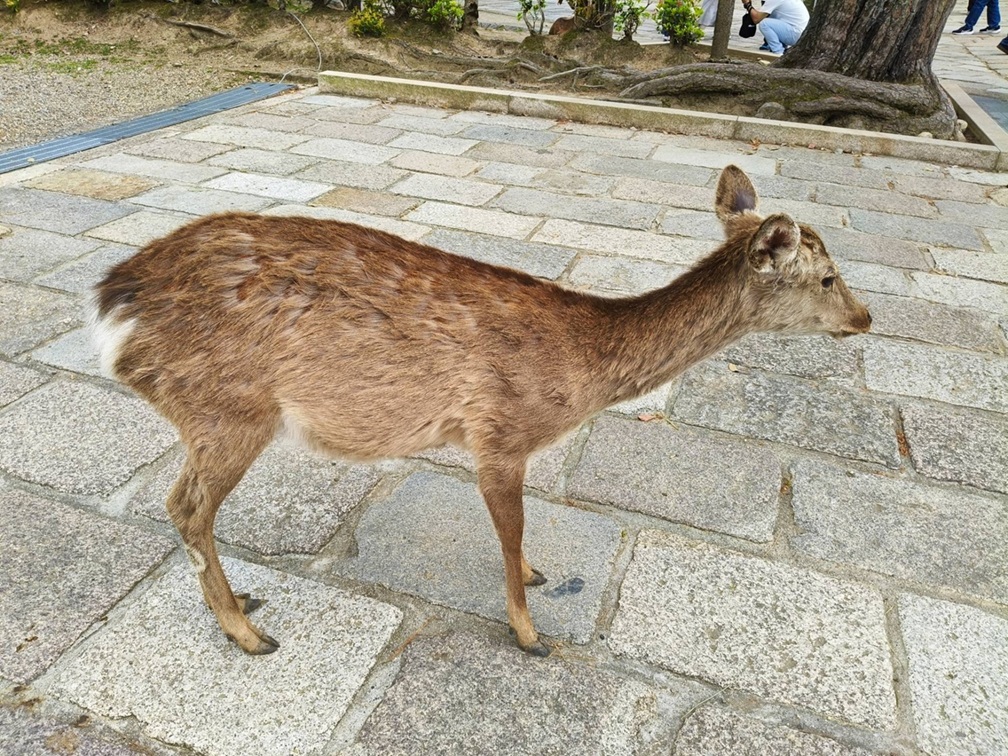 009.jpg