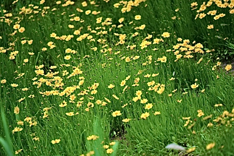 IMG_3386.jpeg