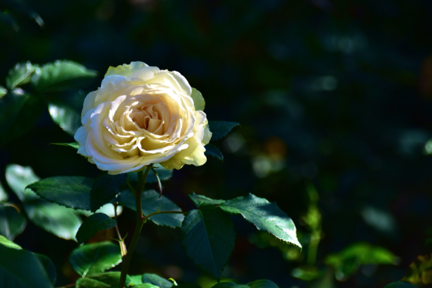 IMG_3456.jpeg