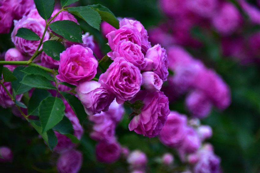 IMG_3452.jpeg