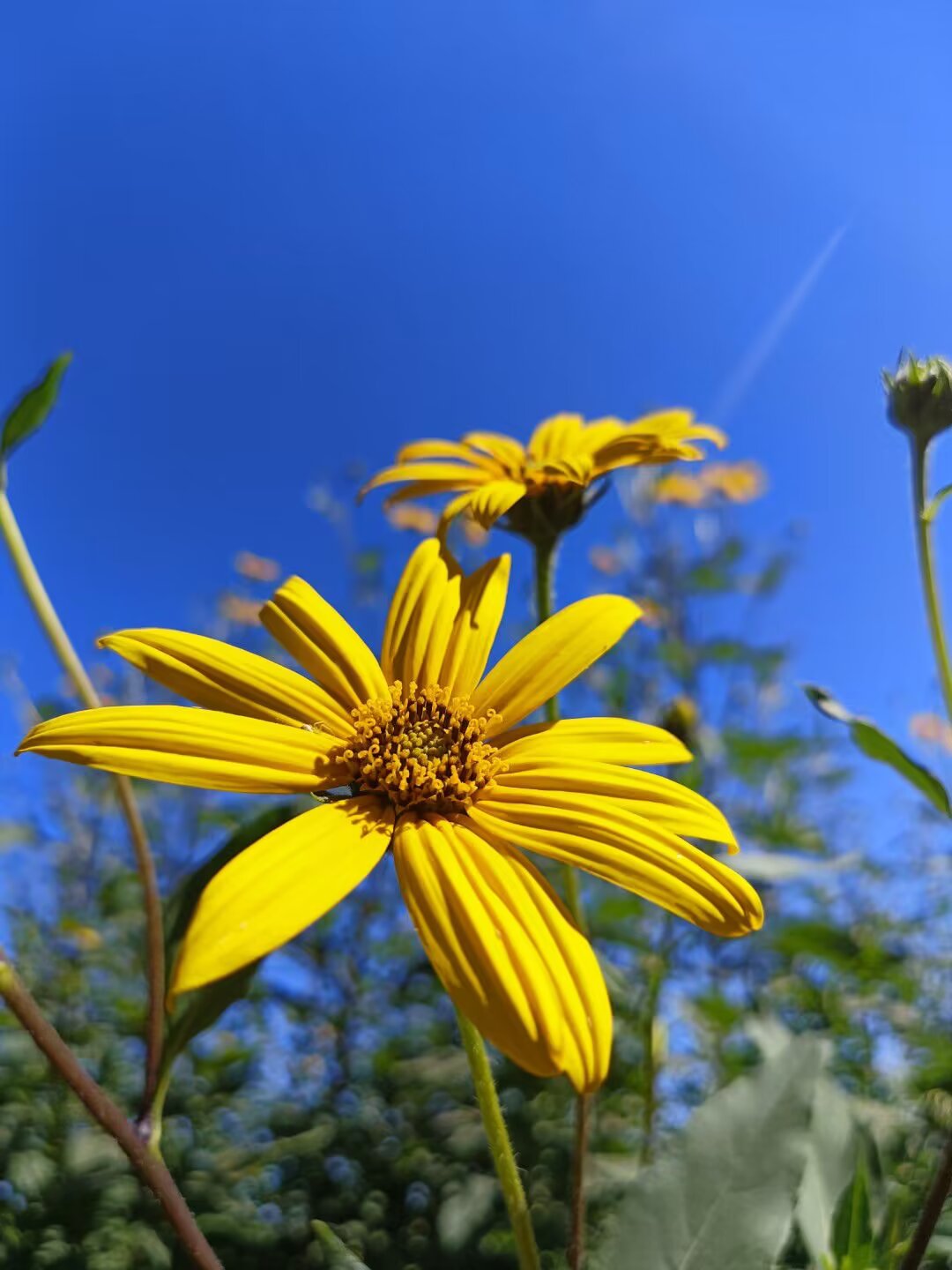 Image_1749096879612.jpg