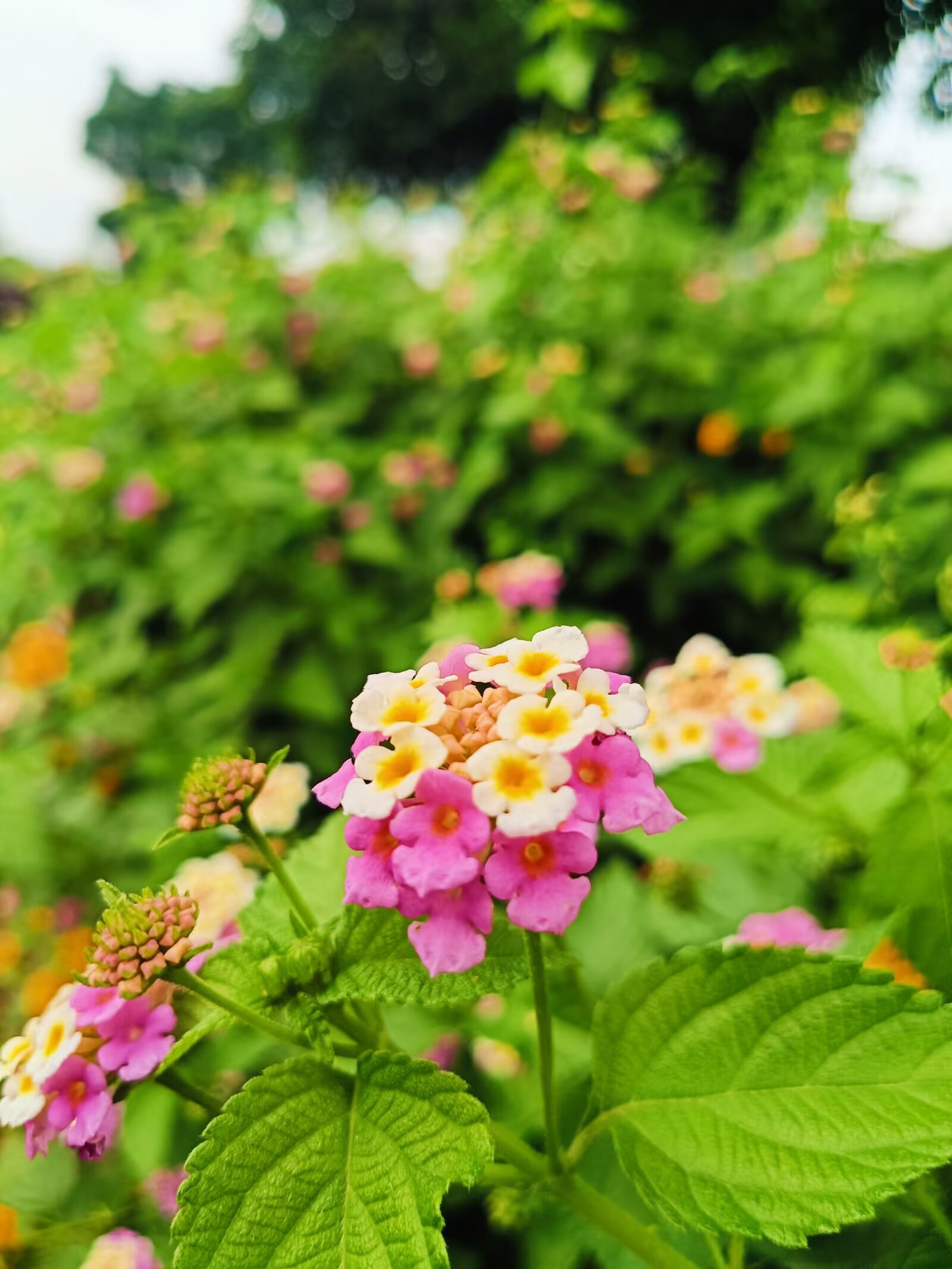 Image_1749097192852.jpg