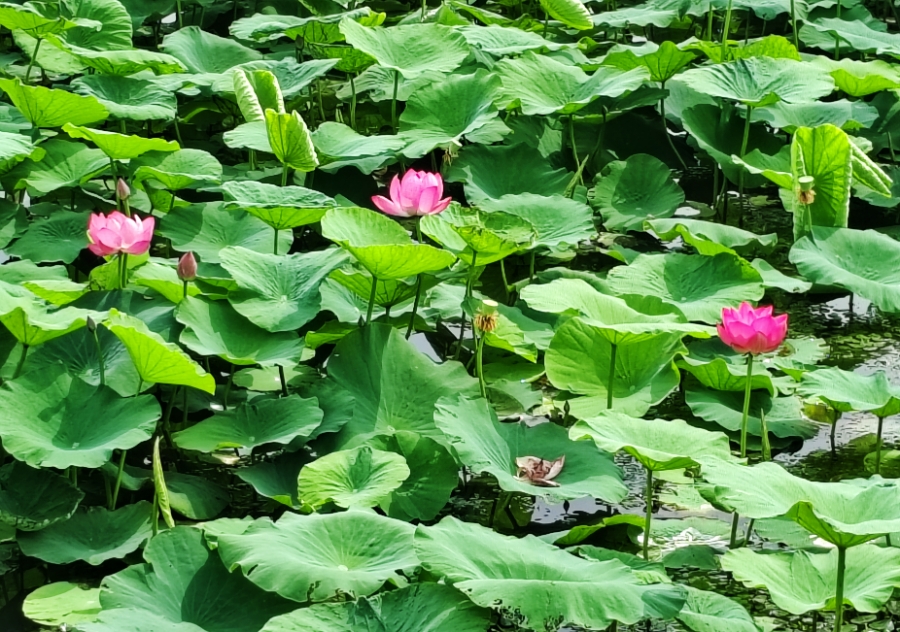 MEITU_20250611_202746521.jpg