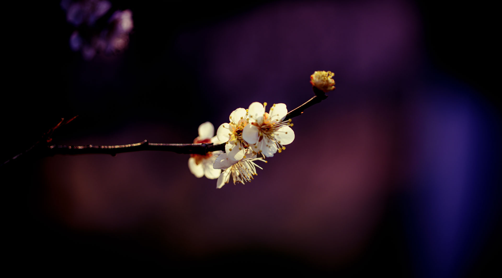 _DSC8239.jpeg