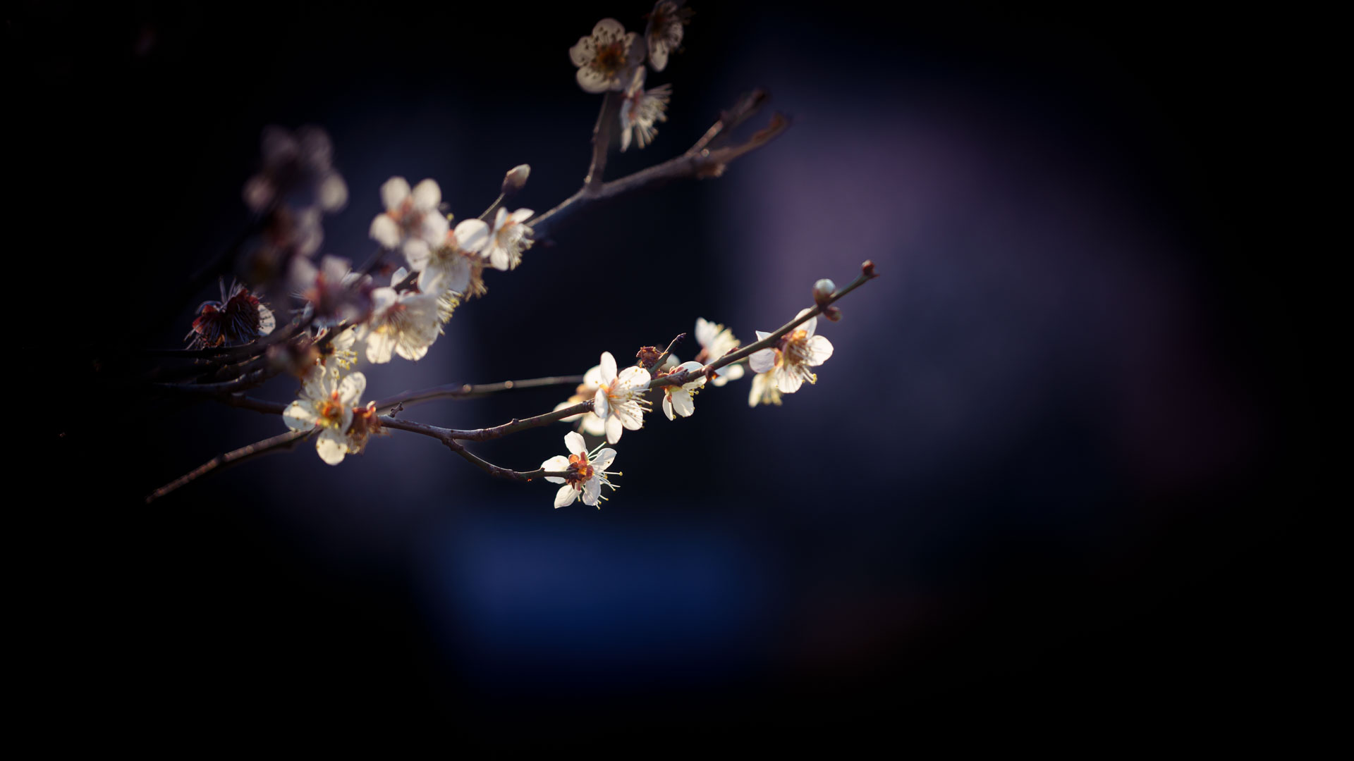 _DSC8243.jpeg