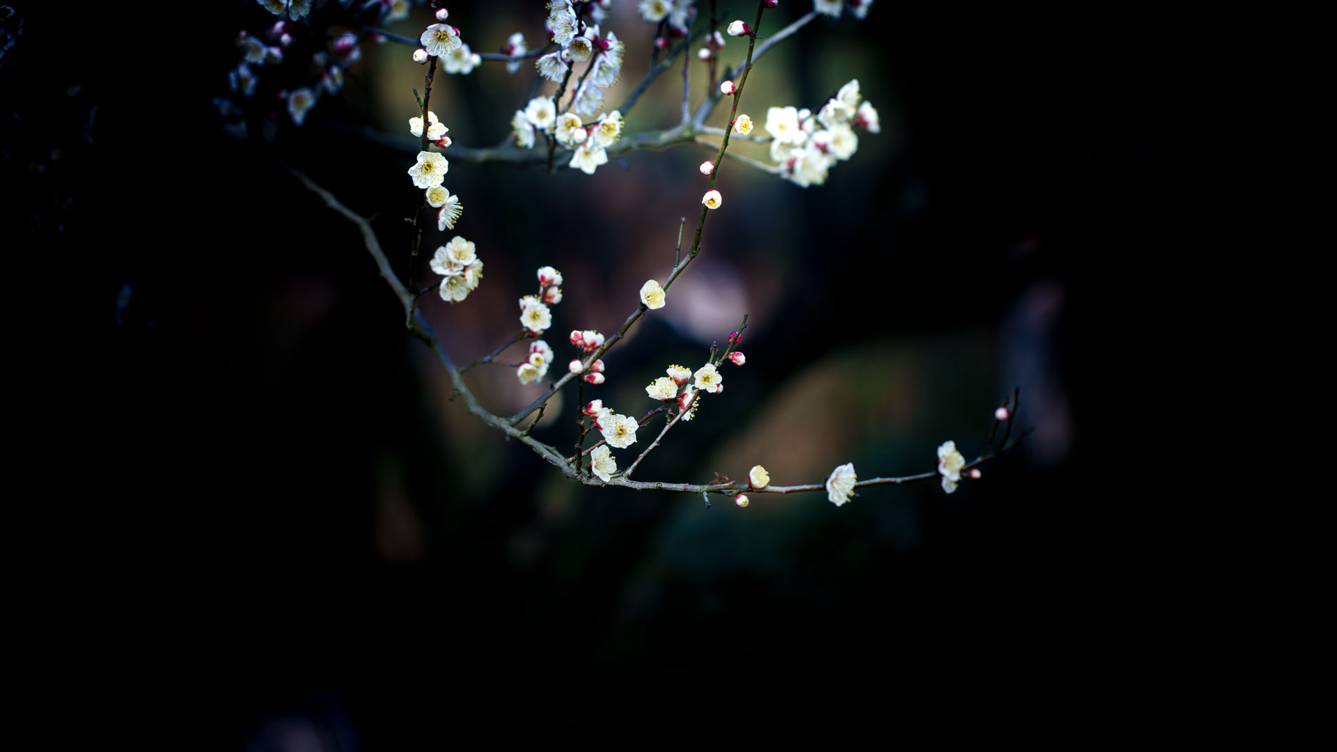 _DSC8265.jpeg